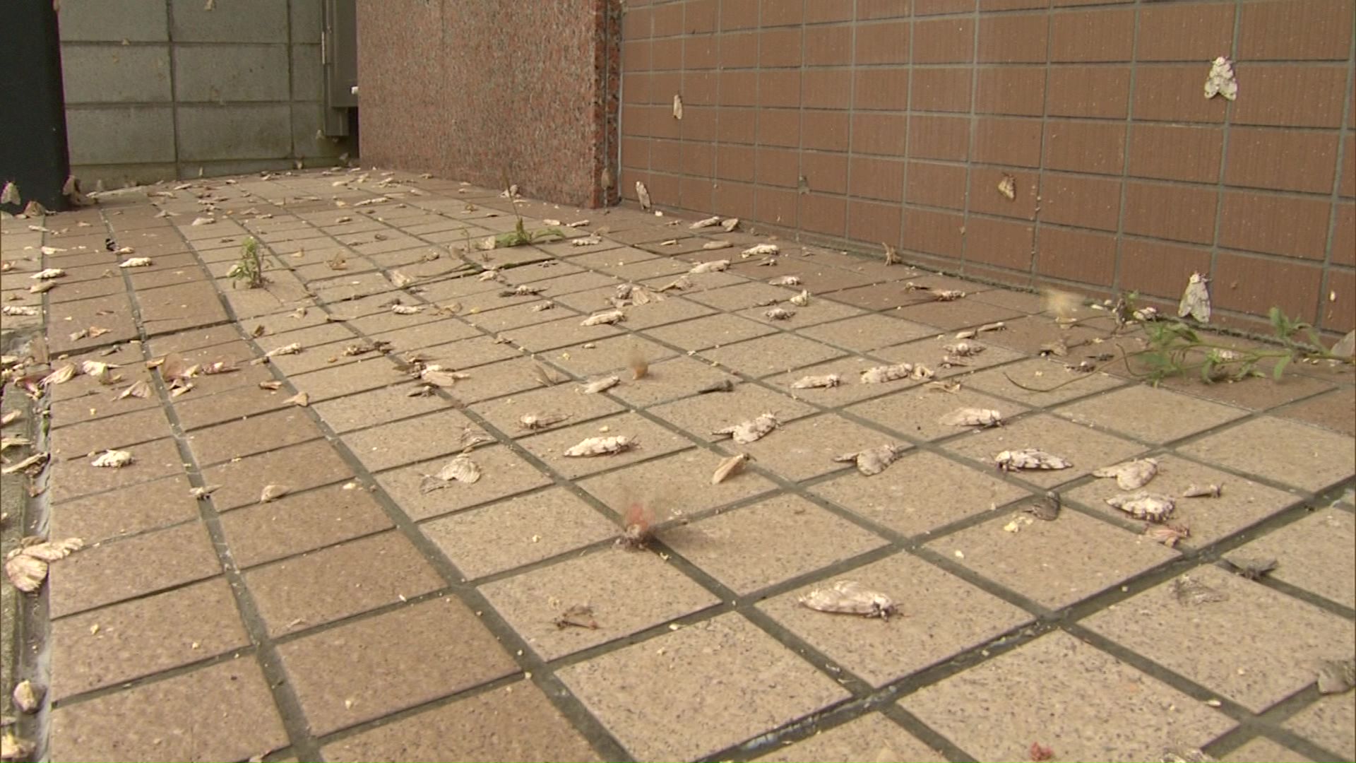 マイマイガが大量発生