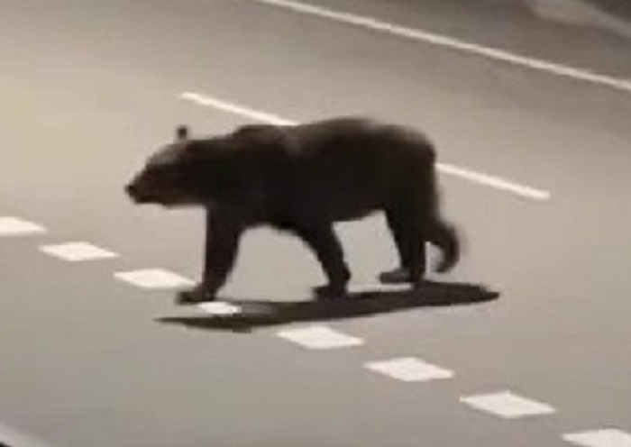 隣町の福島町で目撃されたクマ(撮影:視聴者)