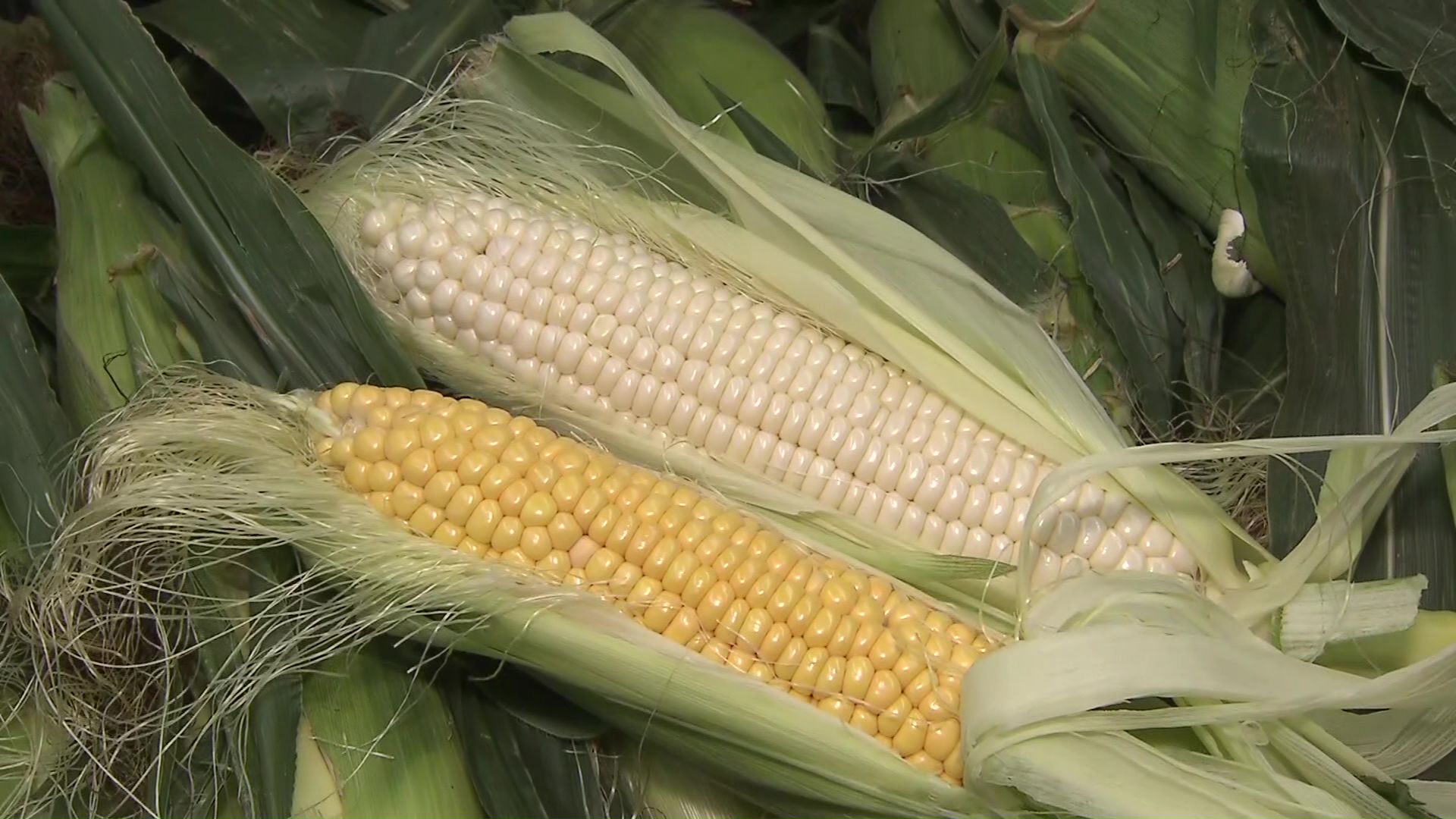 旬を迎えたトウモロコシも価格が安く