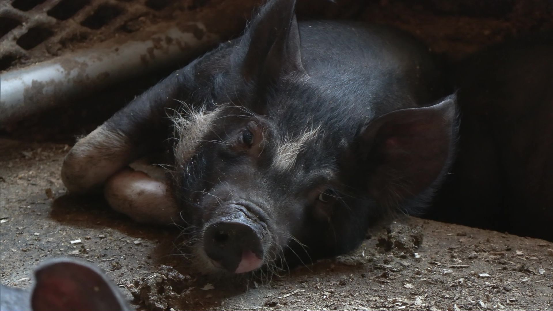 養豚場では豚も暑さで…