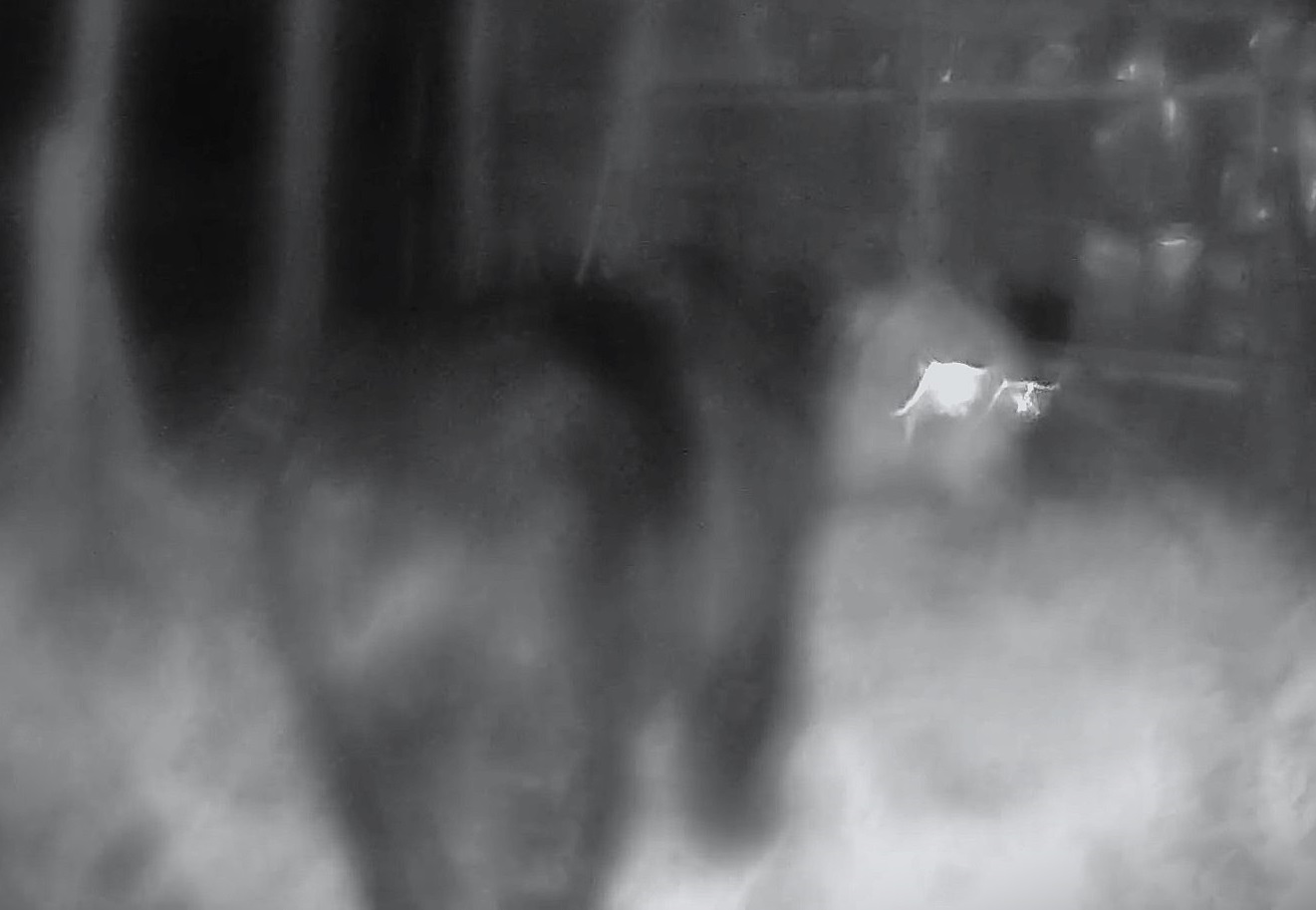 北海道ニュースUHBの自動撮影カメラが捉えたクマ(7月25日)