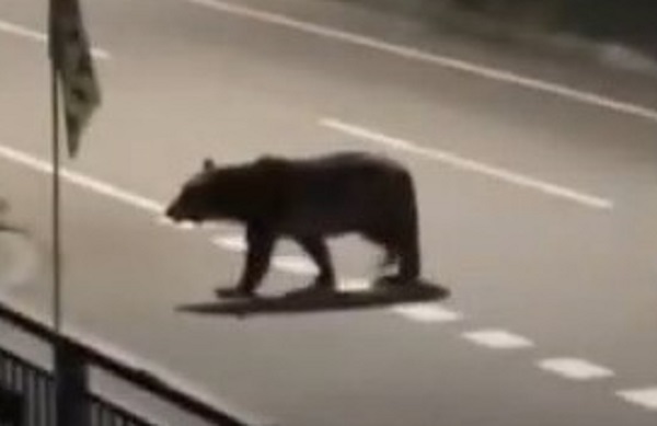 福島町で目撃されたクマ（撮影：視聴者）
