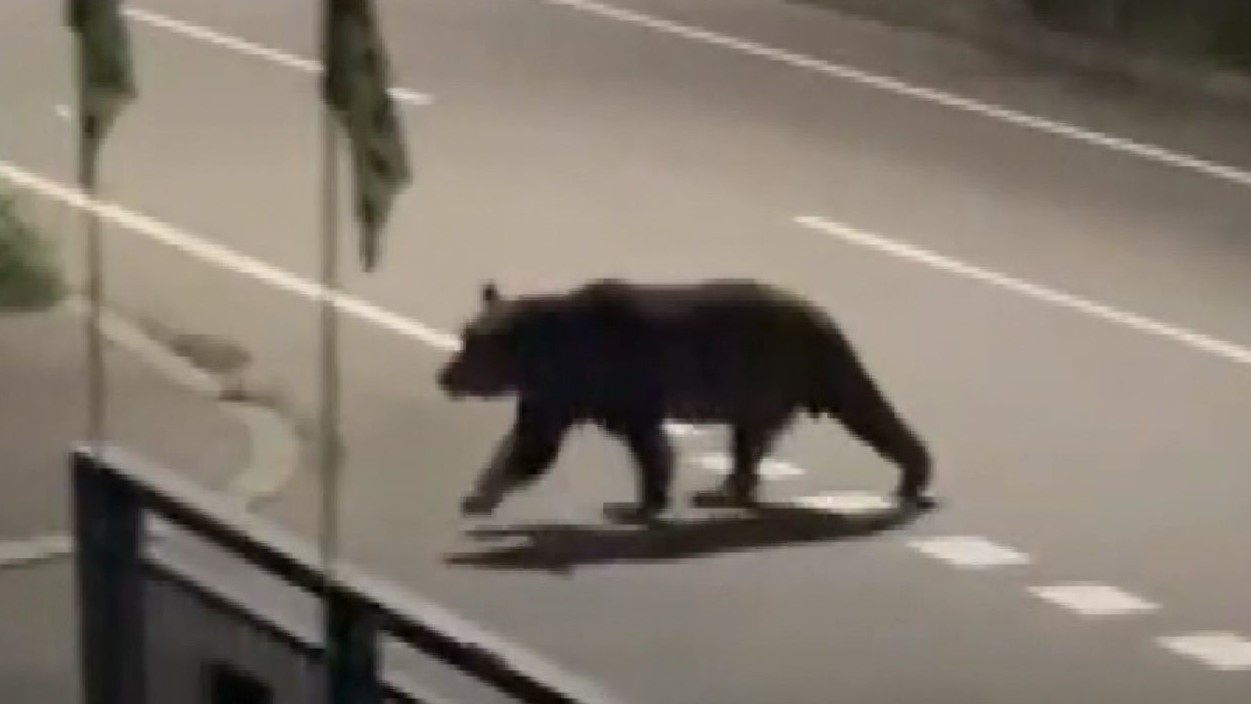 福島町内で目撃されたヒグマ(撮影:視聴者)