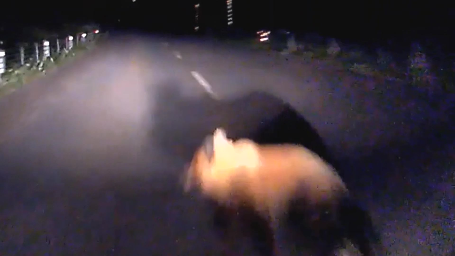 飛び出してきたクマ(提供:北海道警察)