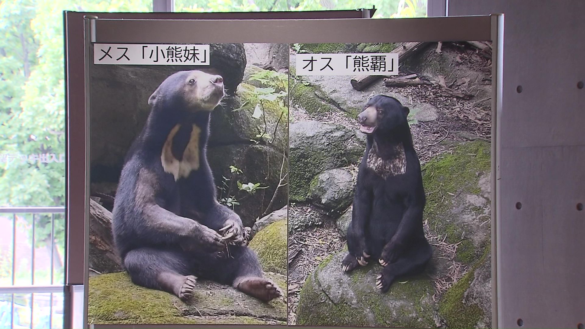台湾の動物園から寄贈されるオスとメスのきょうだい2頭