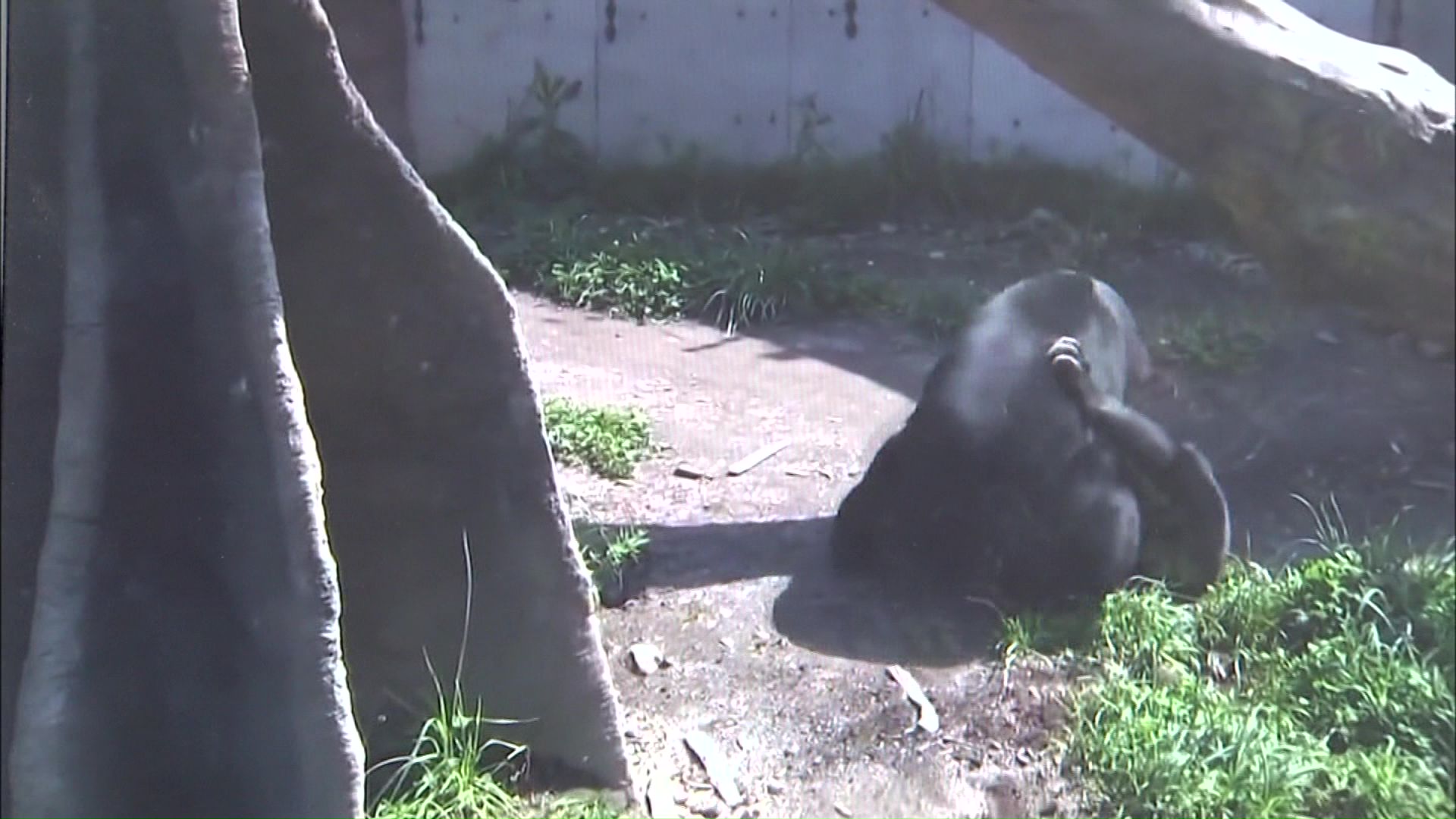 2015年、メスがオスに襲われ管理体制が厳しく問われた