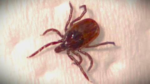 ウイルス感染症「SFTS」を媒介するマダニ(資料)