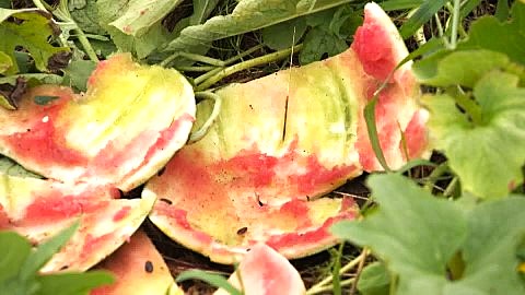 中身がすっかり食べられ無残な姿となったスイカ