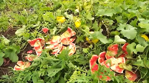 スイカなど作物を狙うクマが徘徊中