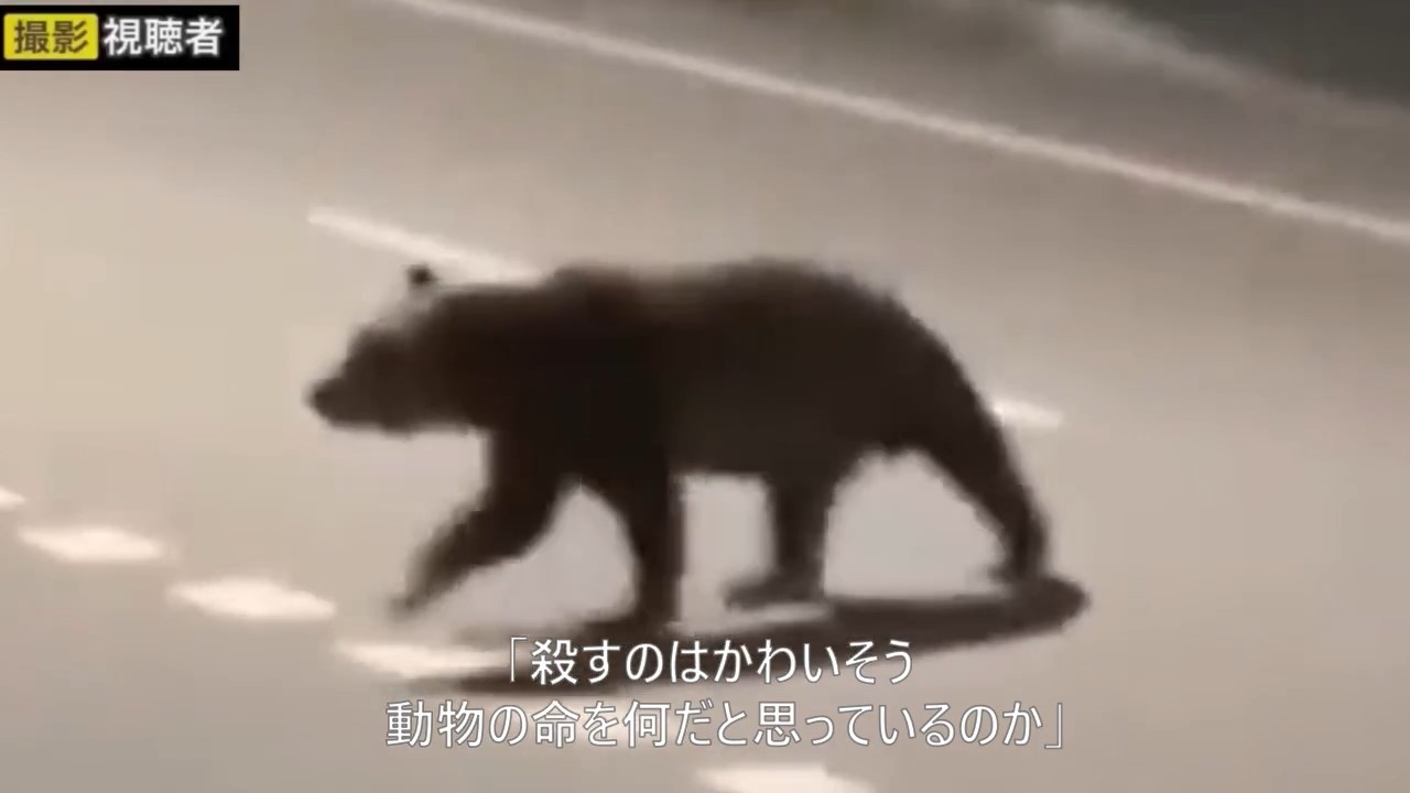 クマの駆除に反対する声が自治体に殺到（画像撮影：視聴者）