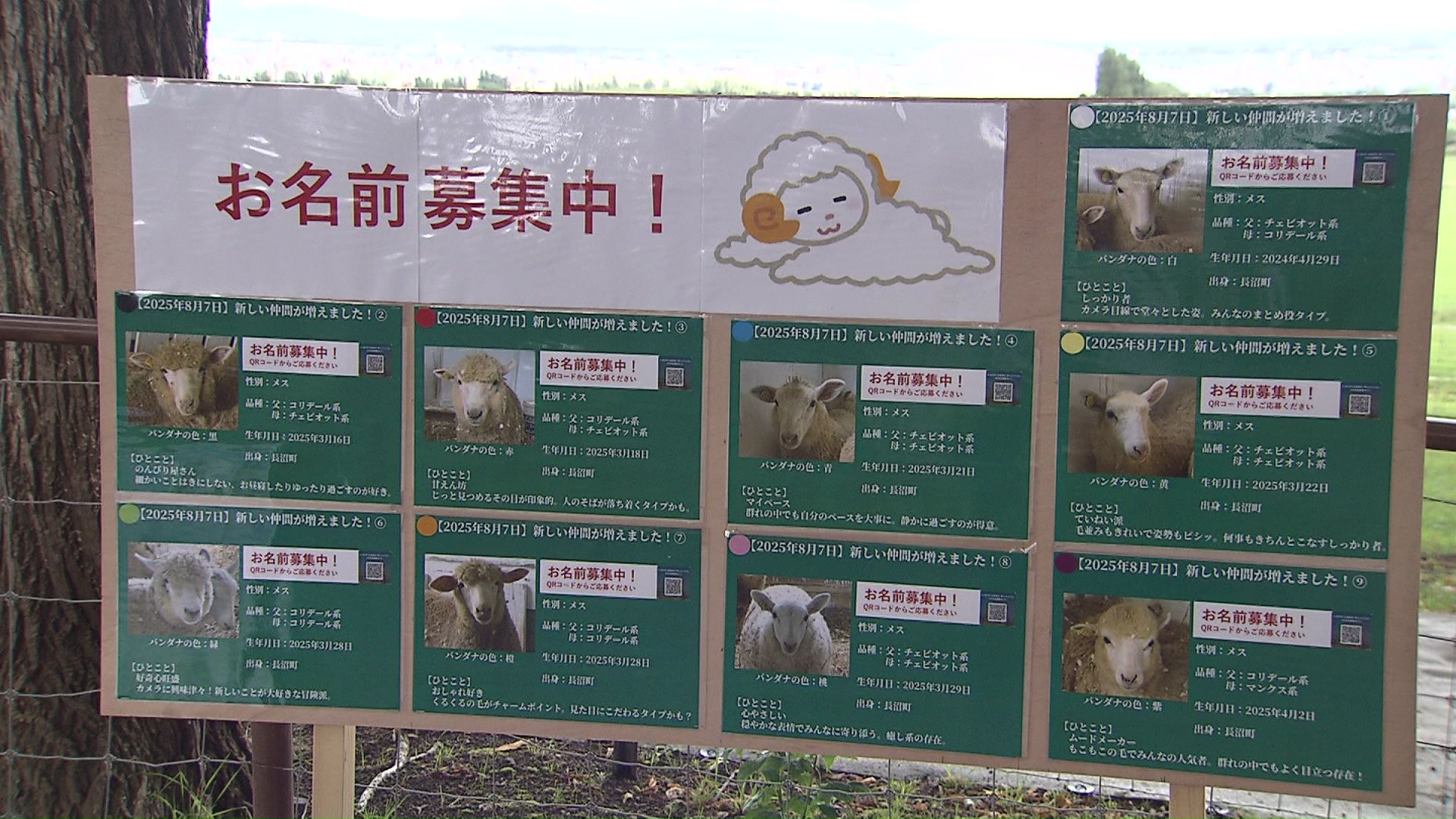 名前を募集中