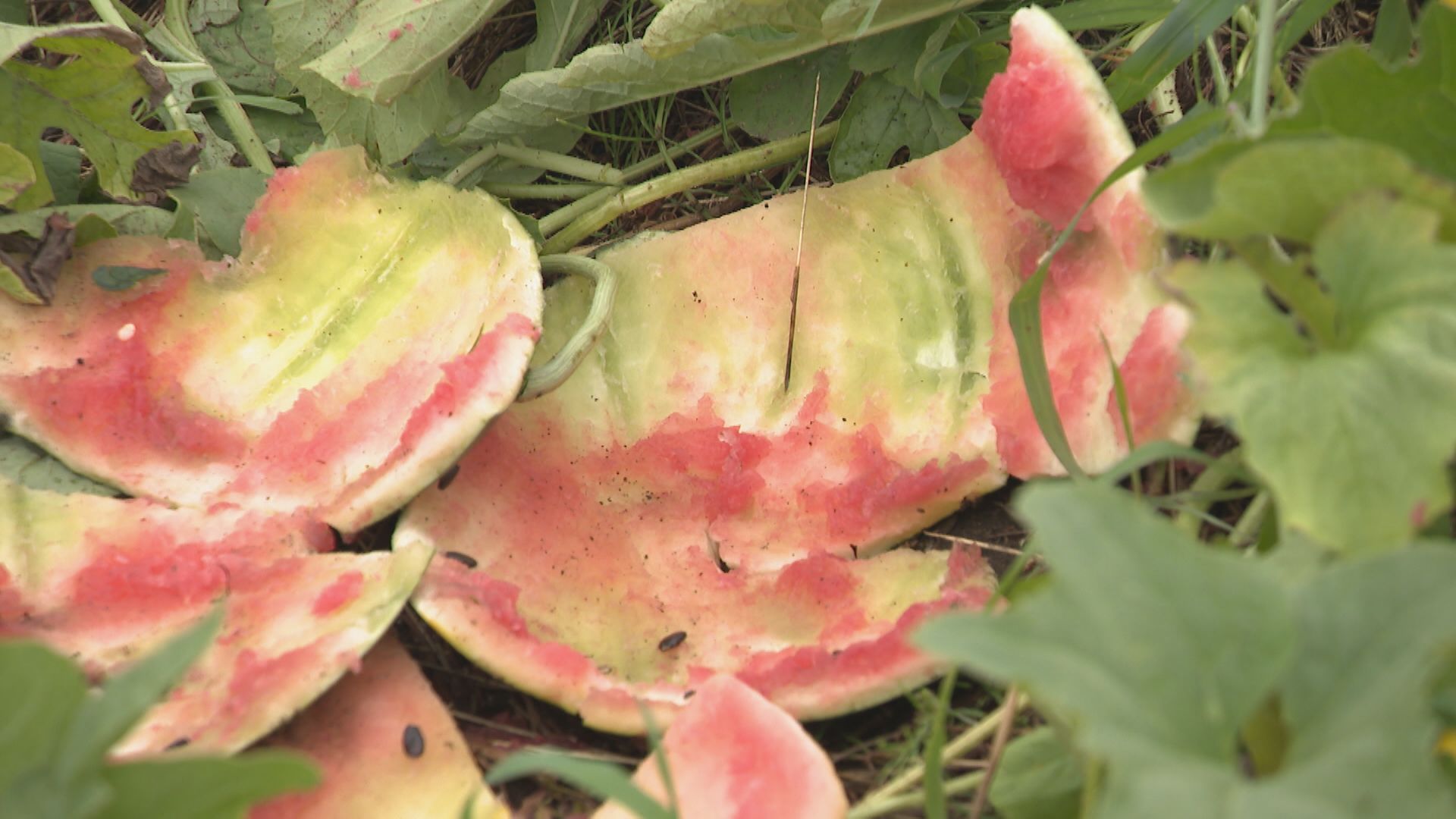 8月8日の被害 江差町