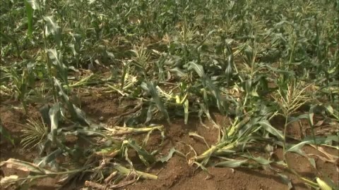 無残に食い荒らされた畑
