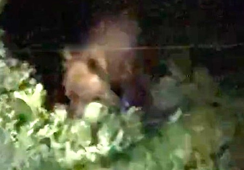 スイカをくわえるクマ(撮影:視聴者)