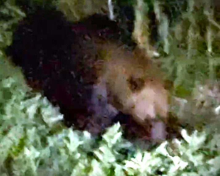 住人がフライパンを叩くとクマは立ち去った