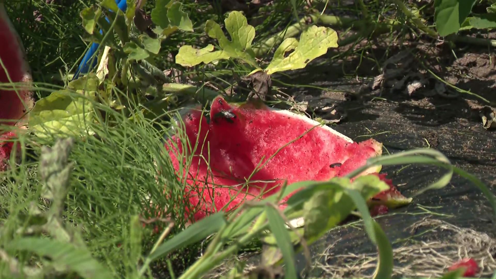 クマに食べられたスイカ