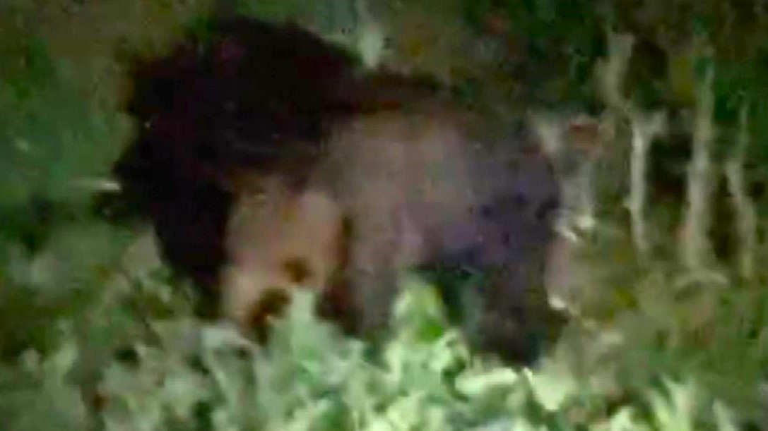 目撃されたクマ(撮影:視聴者)