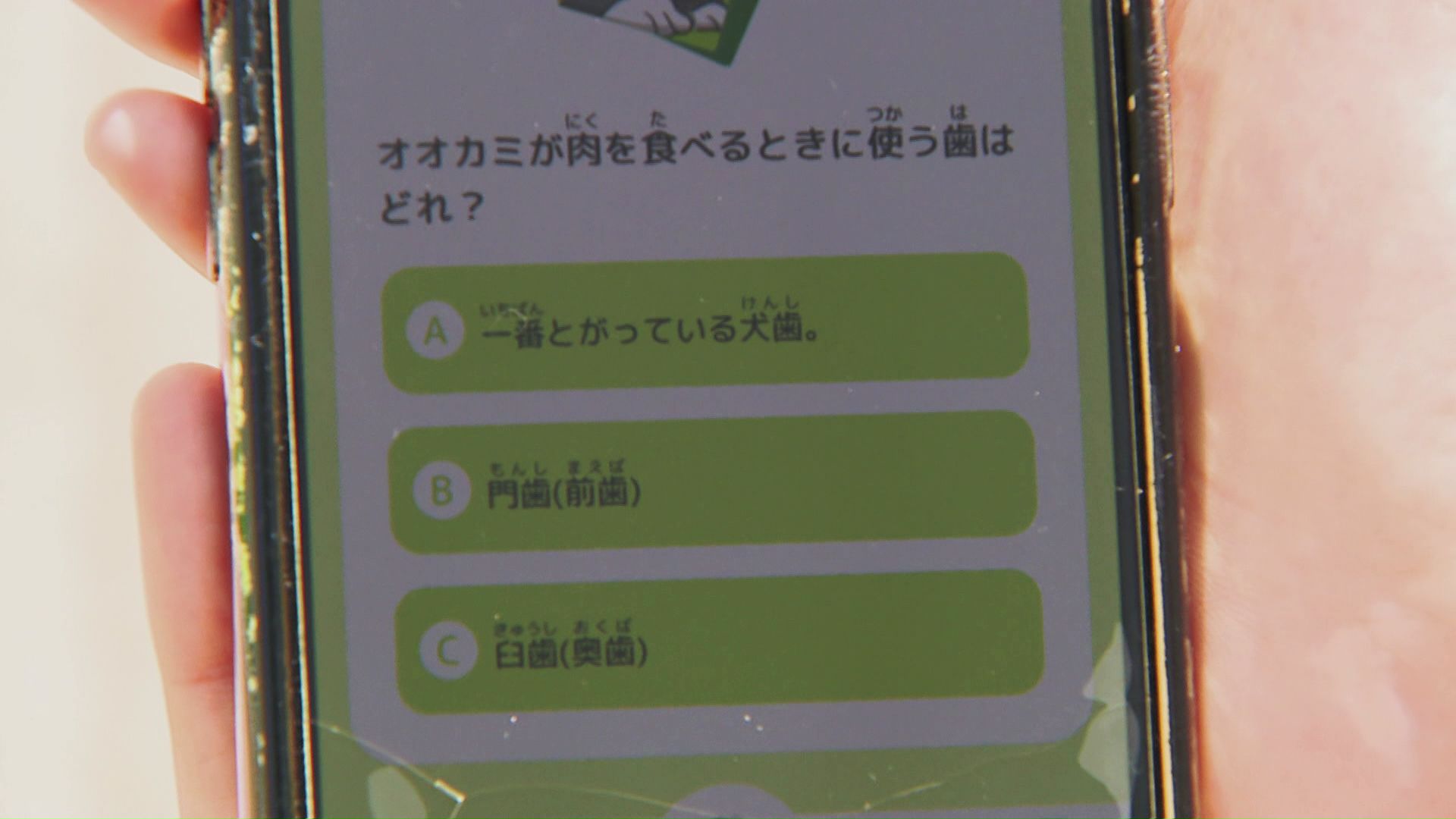 動物クイズが出題される