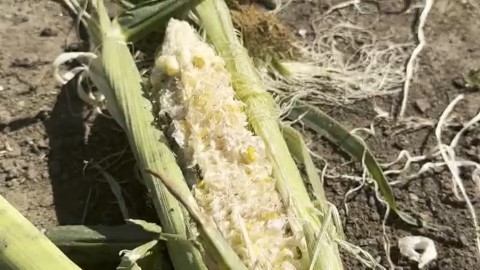 食い荒らされたトウモロコシ