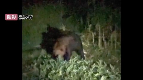 江差町で目撃されたクマ（撮影：視聴者）