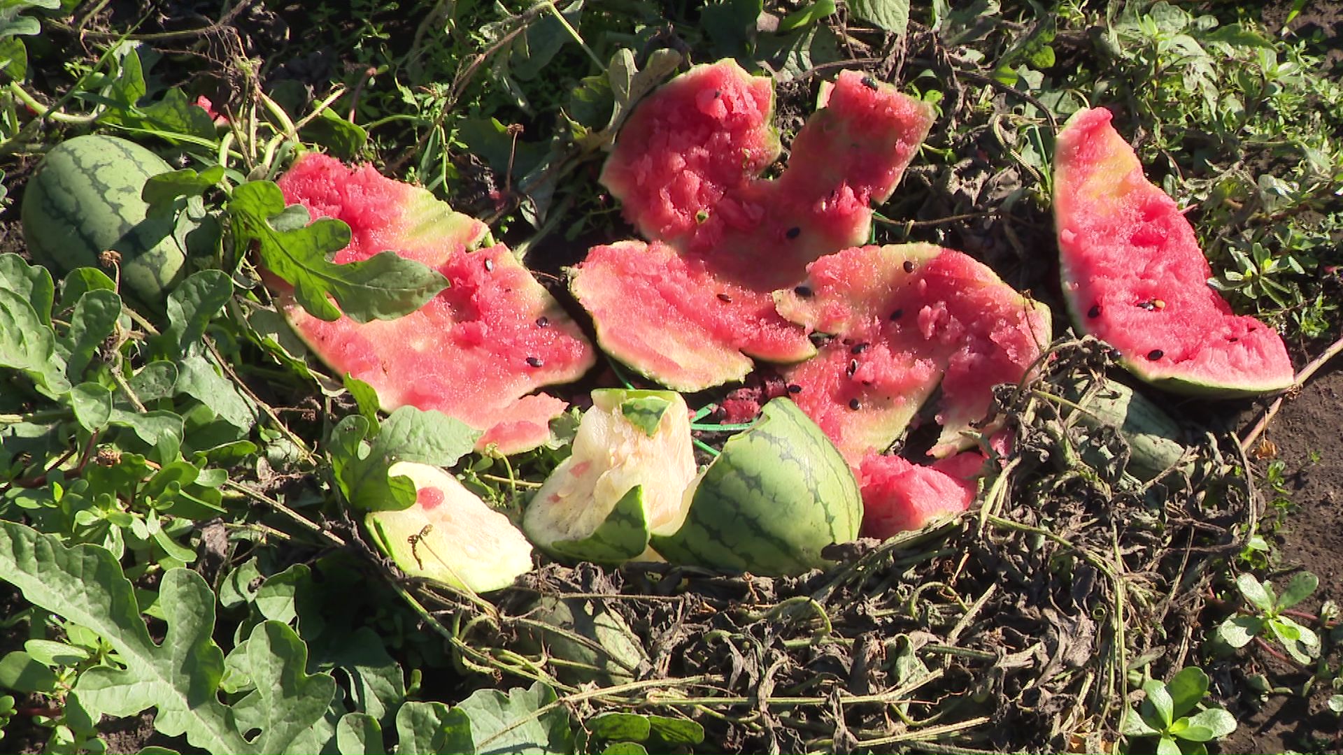 スイカ約30個に被害