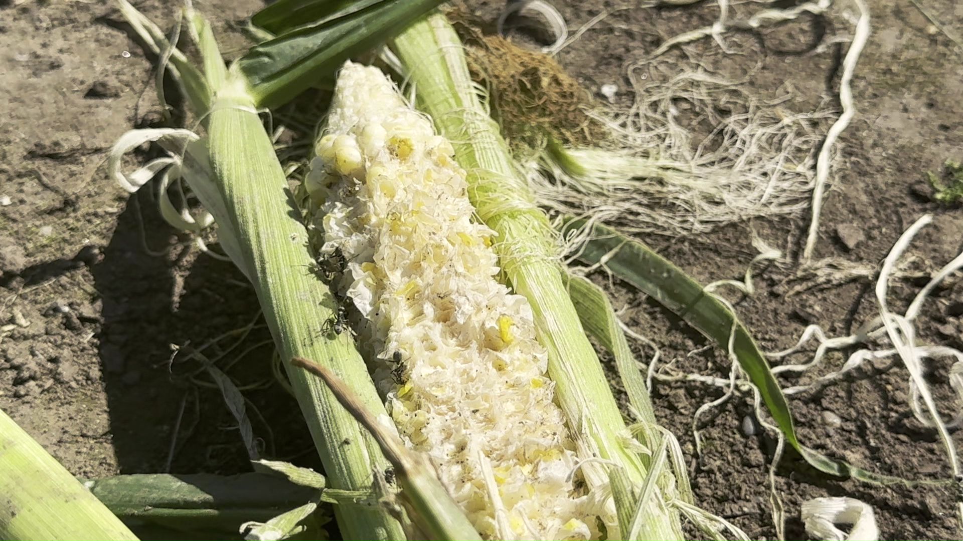付近ではトウモロコシも被害に