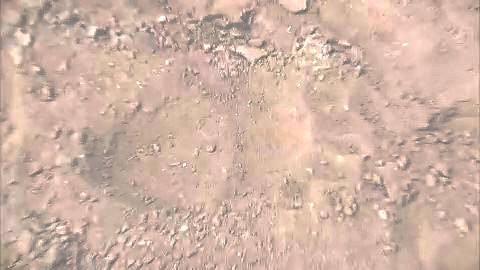 幅およそ13センチの足跡が複数見つかる