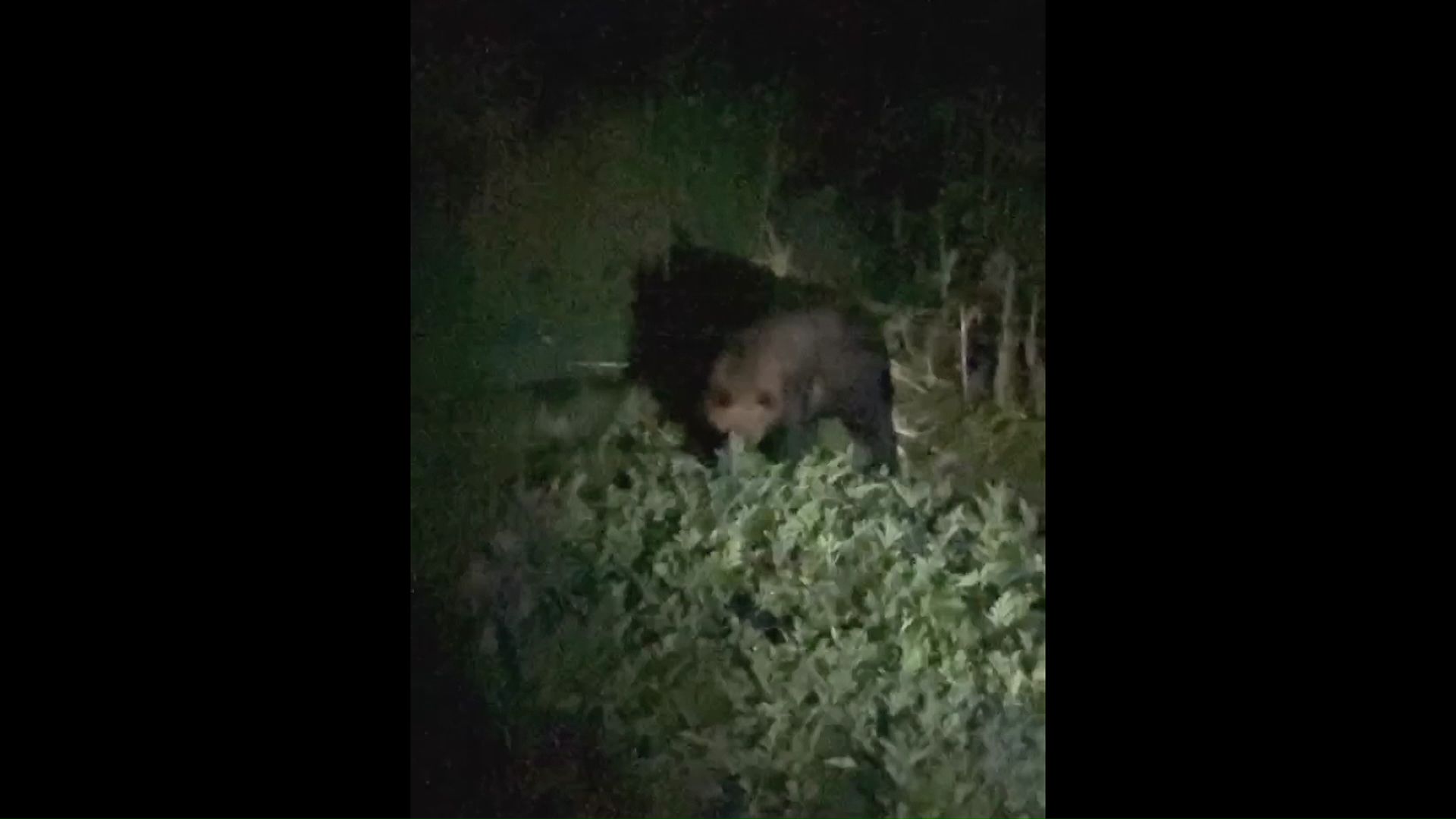 クマの出没は連日続いている（8月11日視聴者撮影の画像）