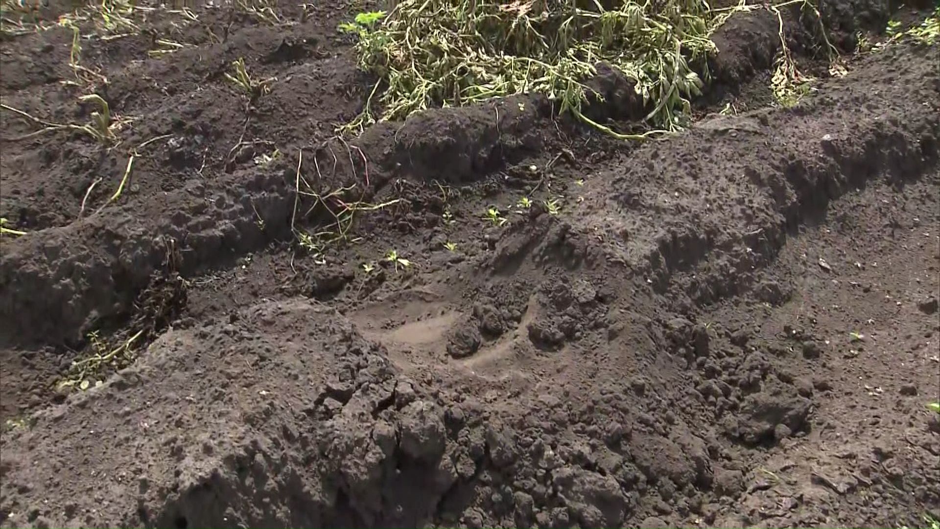 【ヒグマ食害】またもや出没！木の柵をなぎ倒し、家庭菜園のスイカ15個バクバク食い荒らす…連日続く被害に住民の不安ピークに〈熊徘徊中の北海道江差町〉