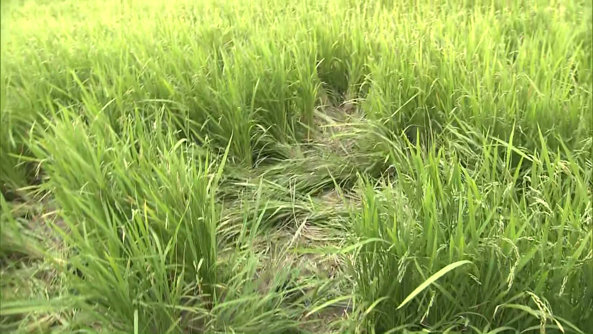 踏み倒された稲