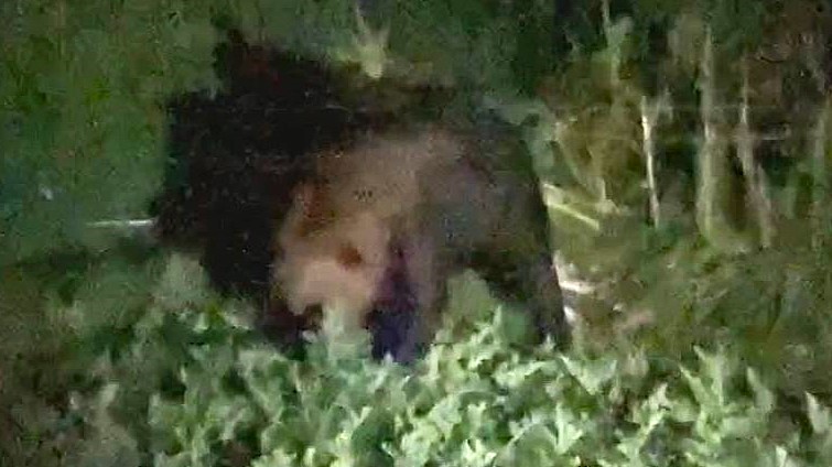 江差町田沢町で8月11日に目撃されたクマ(撮影:視聴者)