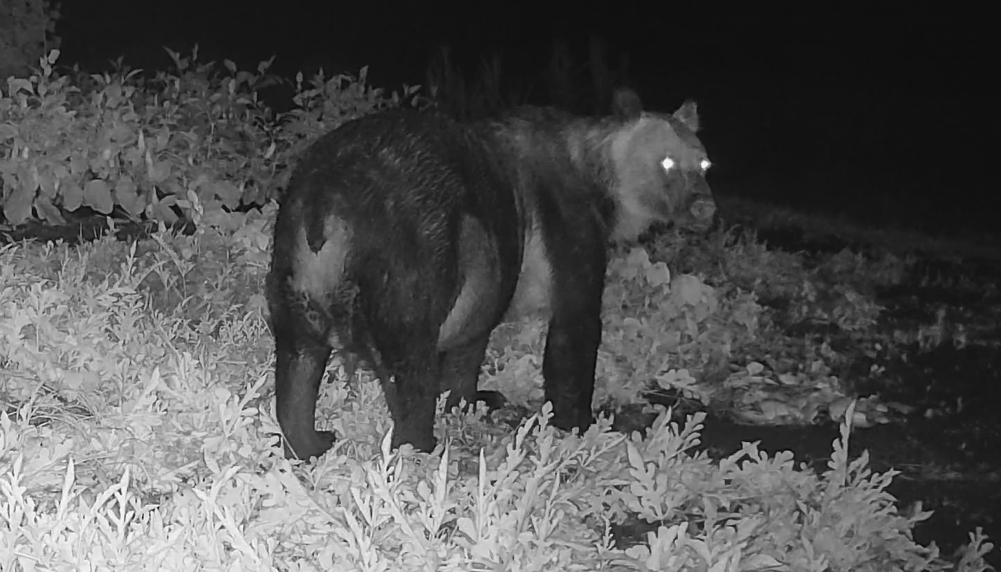 スイカを食べまくるクマ(撮影:8月14日午後11時頃)