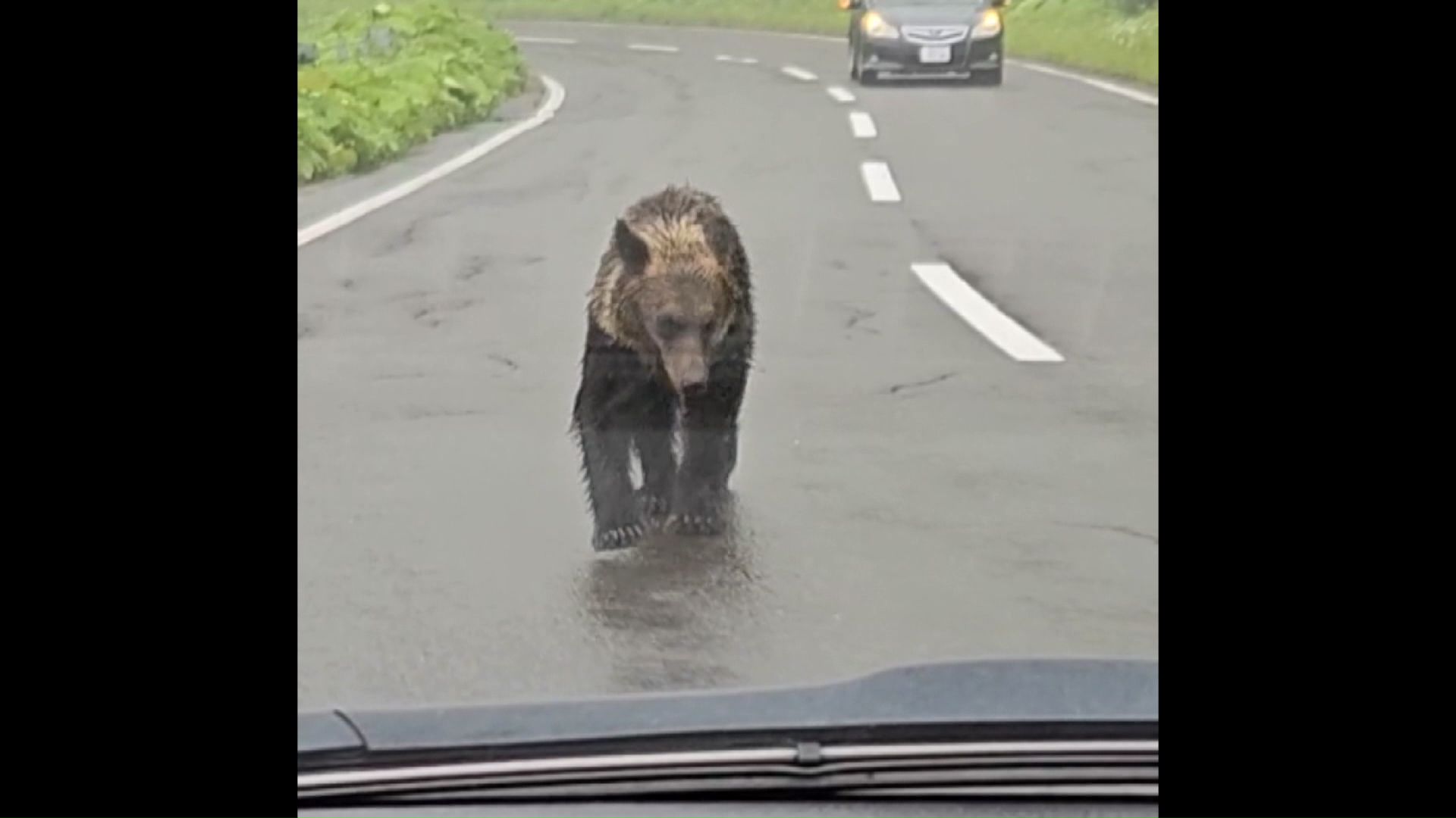 車道を歩くクマ(撮影:視聴者 2023年)