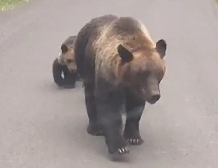 斜里町の羅臼岳登山道口付近で目撃された3頭の親子グマ(8月4日撮影:視聴者)