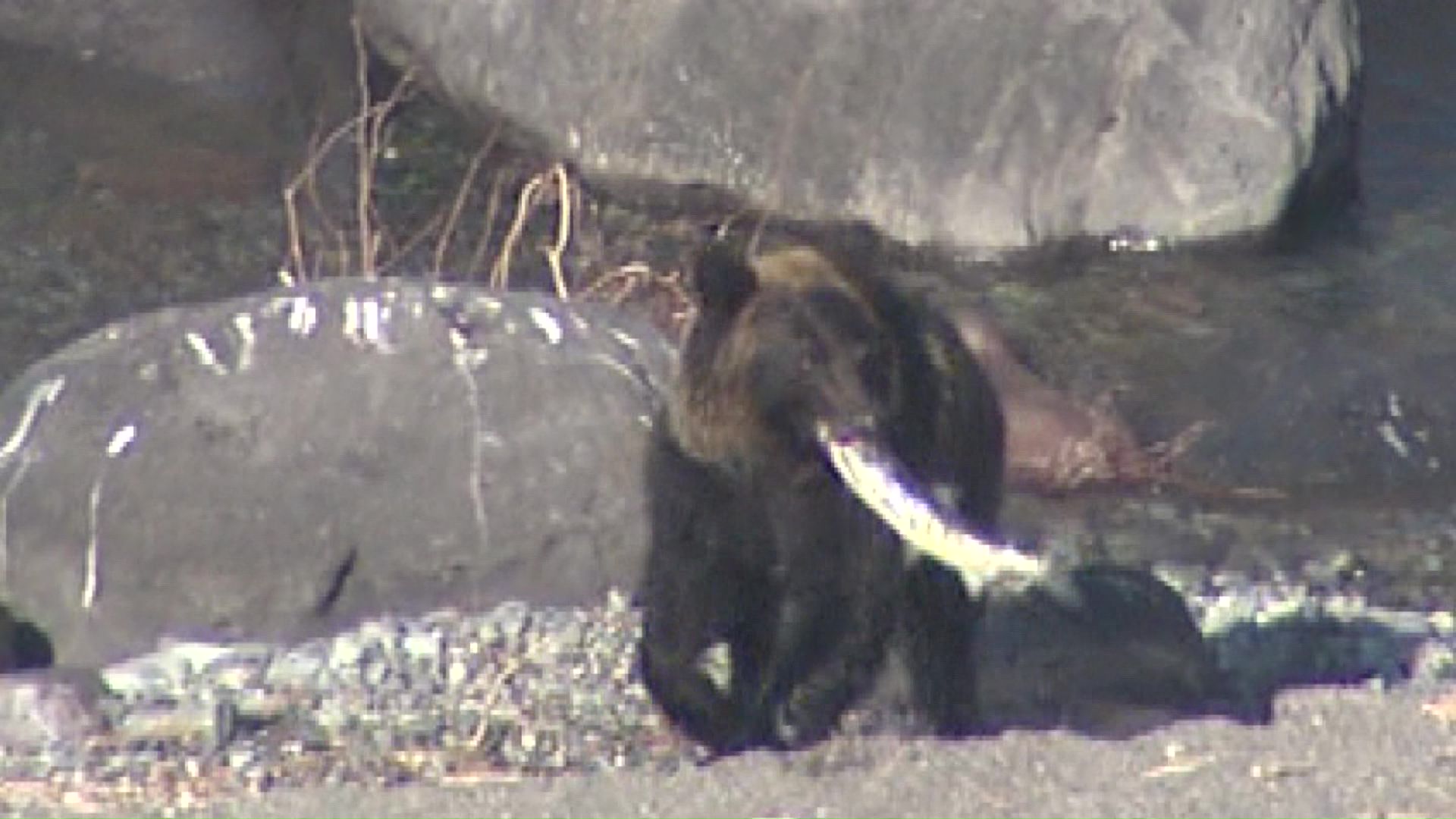 カラフトマスが不漁