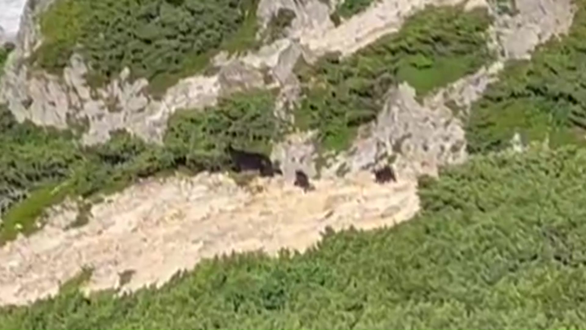 羅臼岳で見つかった親子グマ(撮影:@ren_photo_3417)