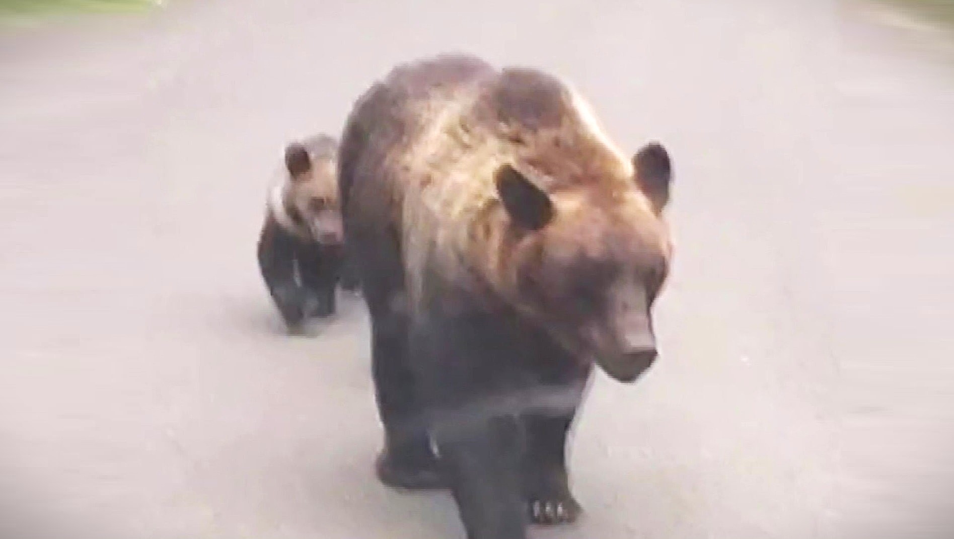 【ヒグマ死亡事故】知床観光のトップシーズンに大打撃…男性が襲撃された羅臼岳登山口は閉鎖が続く_地元のキャンプ場ではバンガローの予約キャンセル相次ぐ「去年と比べると3割ぐらい減っている」〈北海道〉