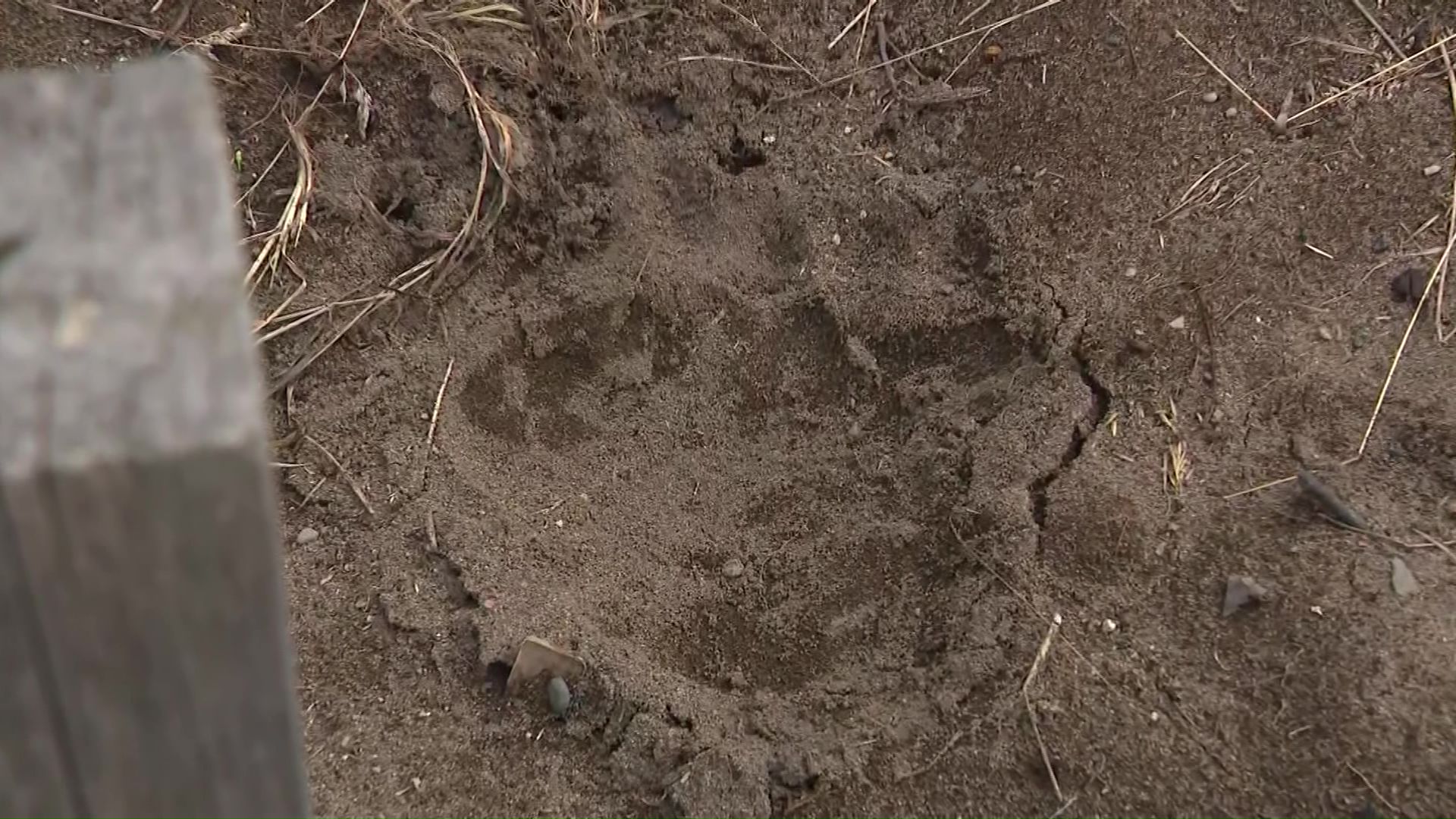 見つかった足跡