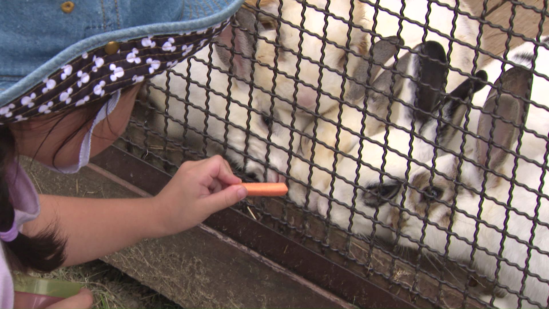 動物へのエサやり体験ができる