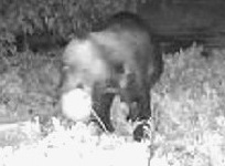 北海道ニュースUHBが設置したカメラに記録されていたスイカを食べるクマ(江差町・8月18日撮影)