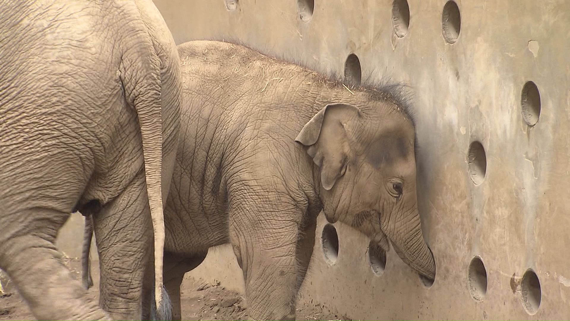 アジアゾウの「タオ」