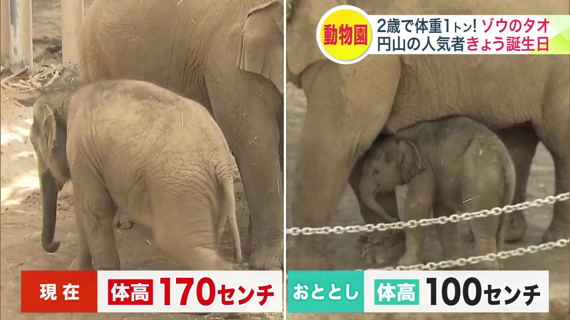 1トンにまですくすく成長