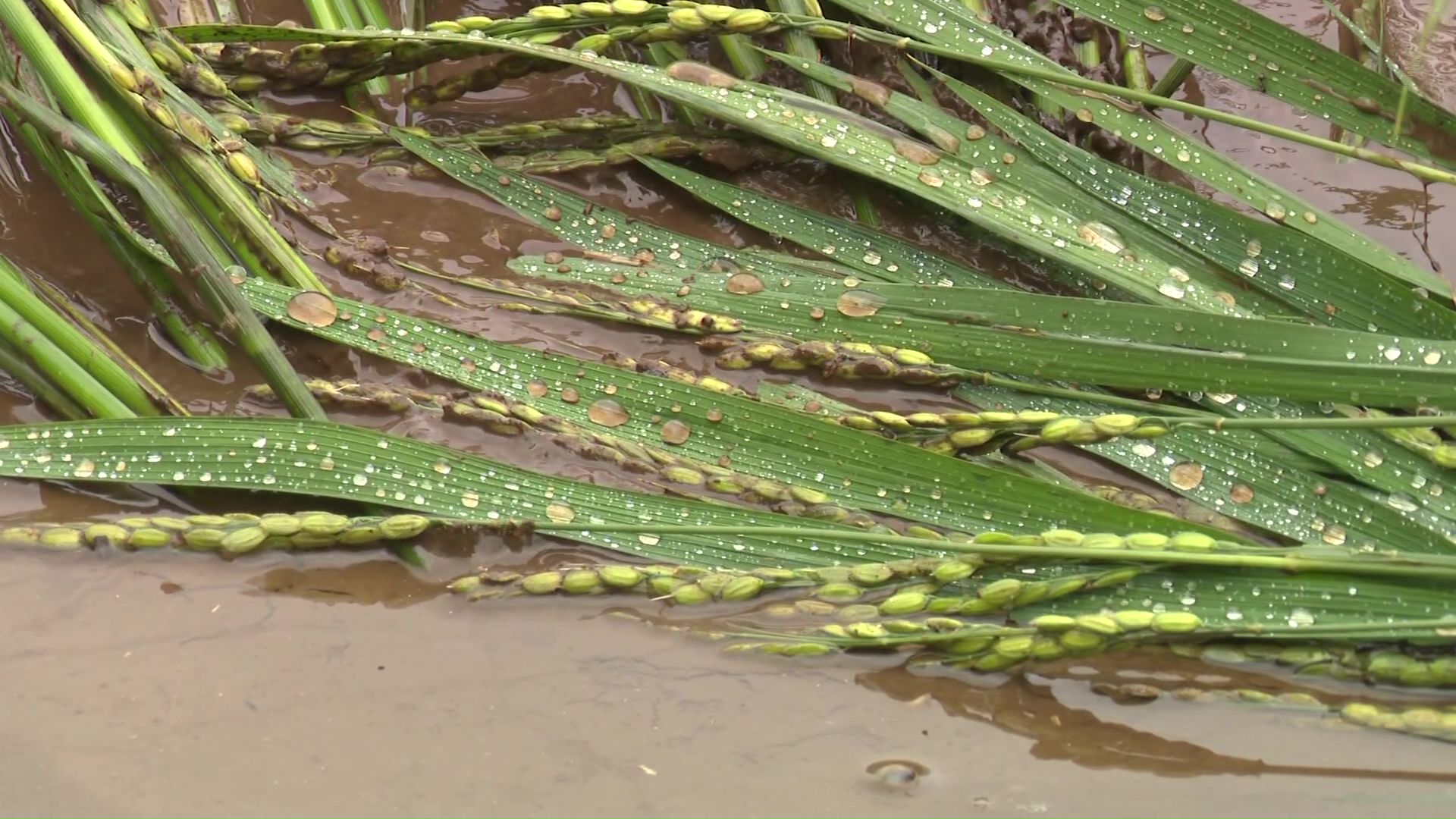 収穫直前の稲や大豆が水につかってしまった
