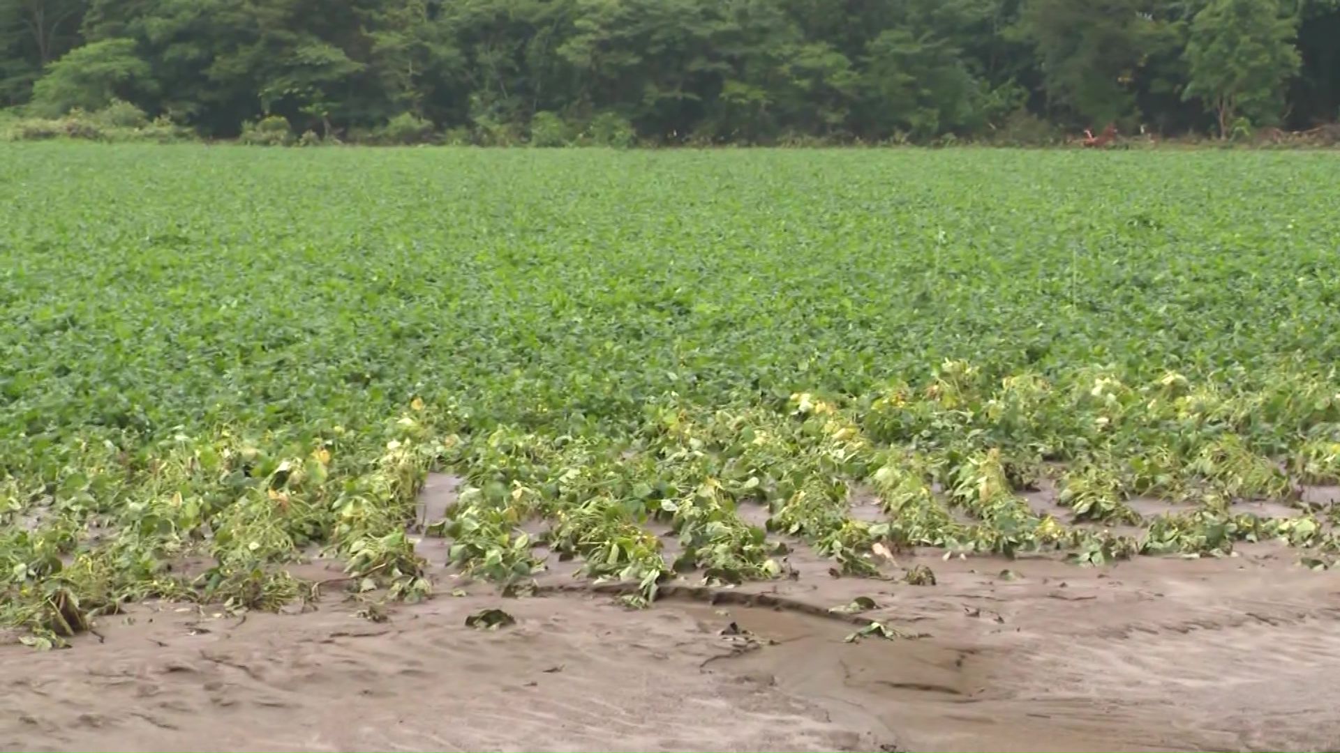「一番大事な時期」小豆にも被害が