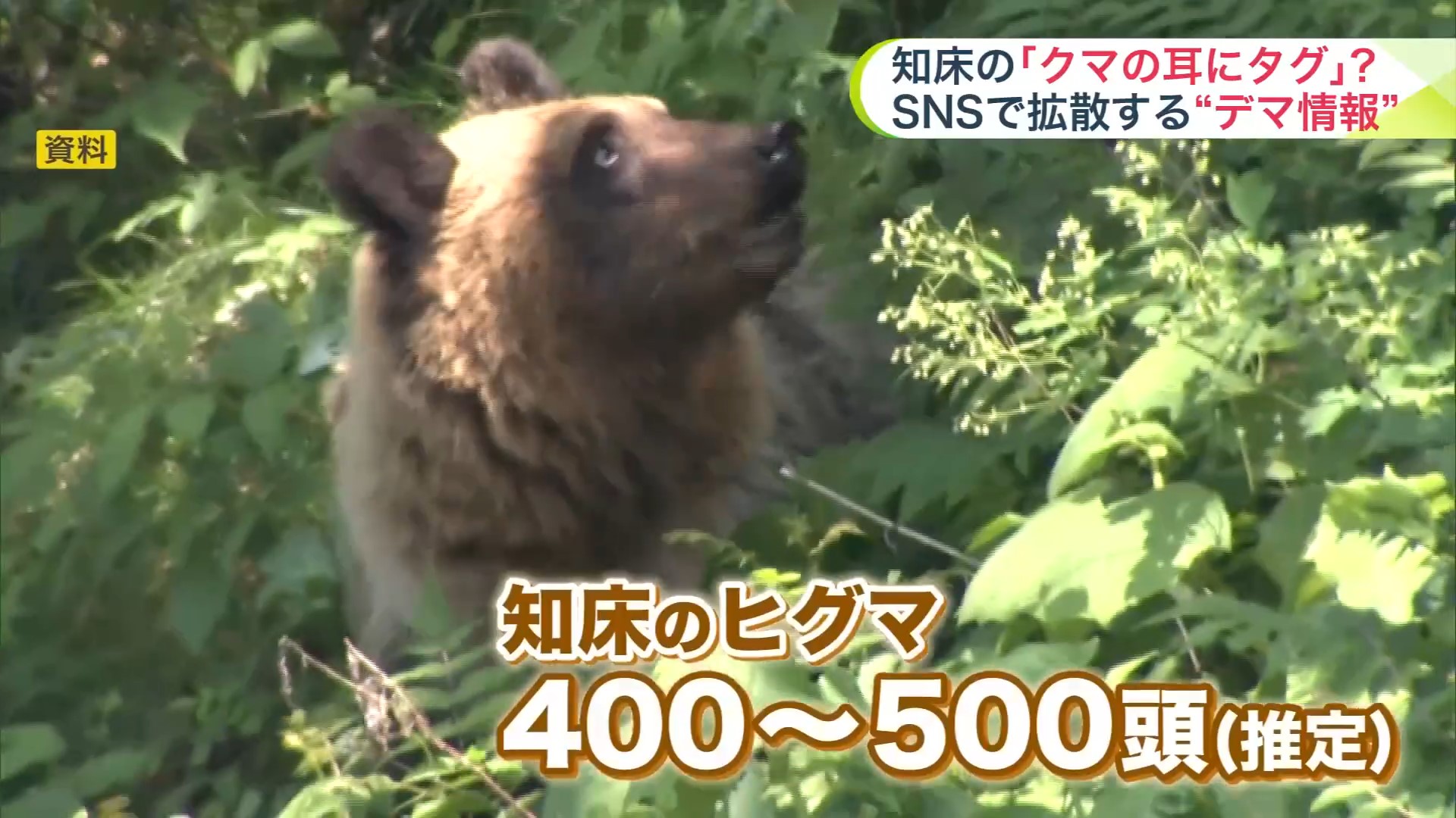 知床にはヒグマが400~500頭と推定される
