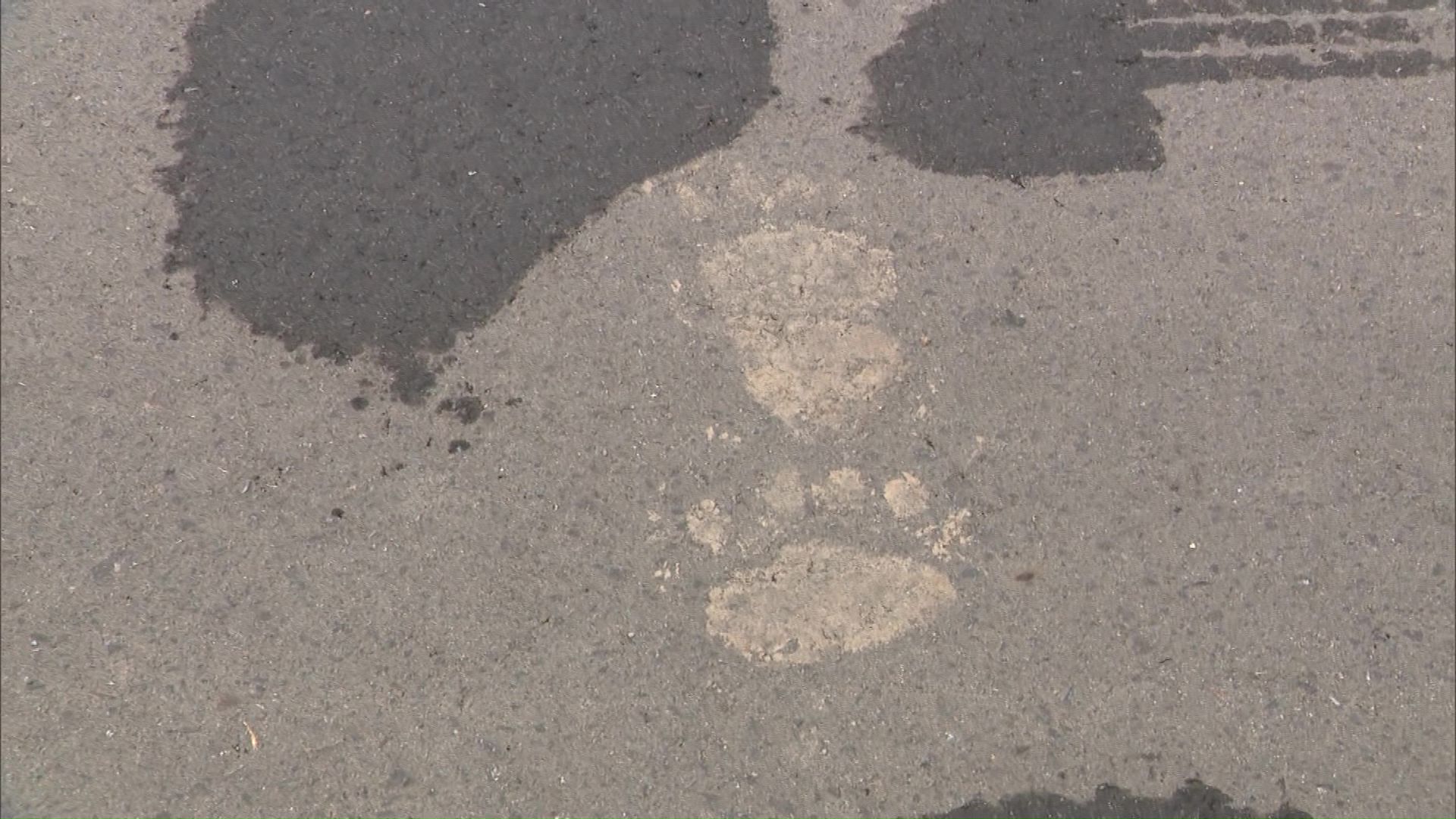 道路に残ったクマの足跡