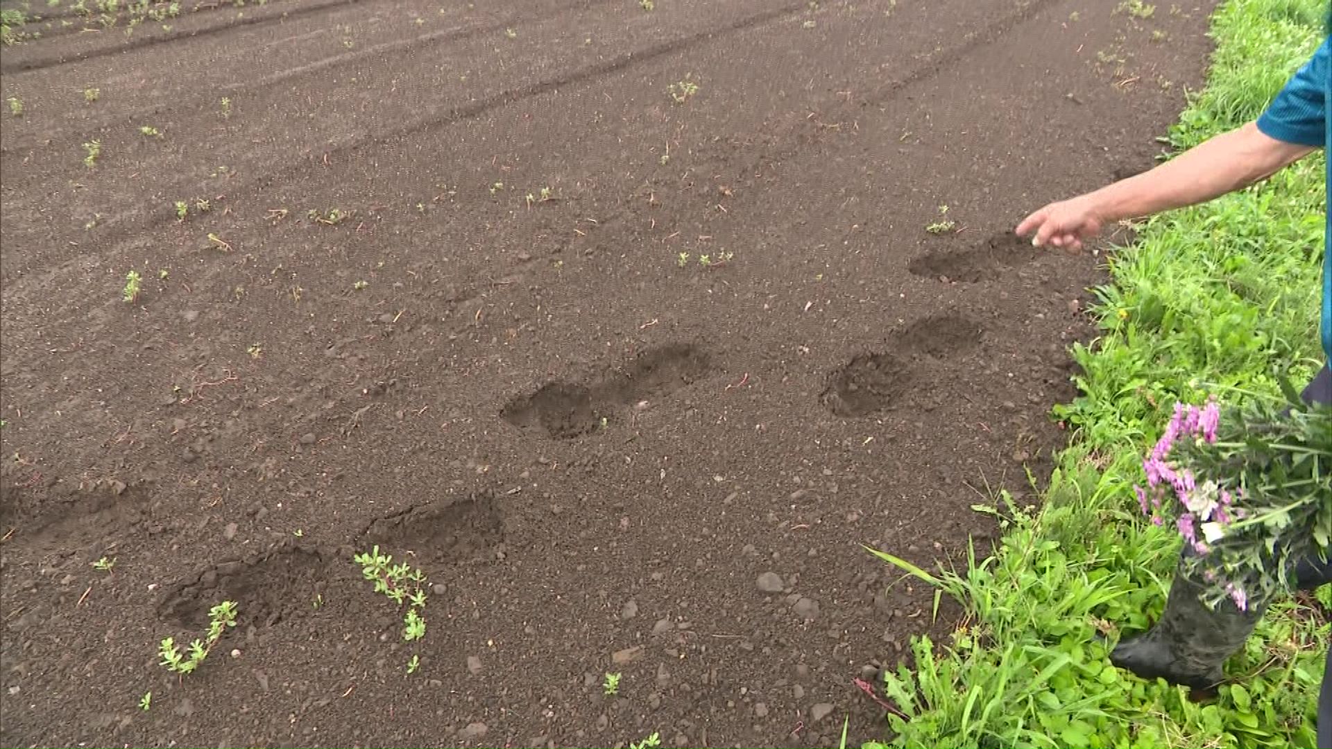 畑にも複数の足跡が