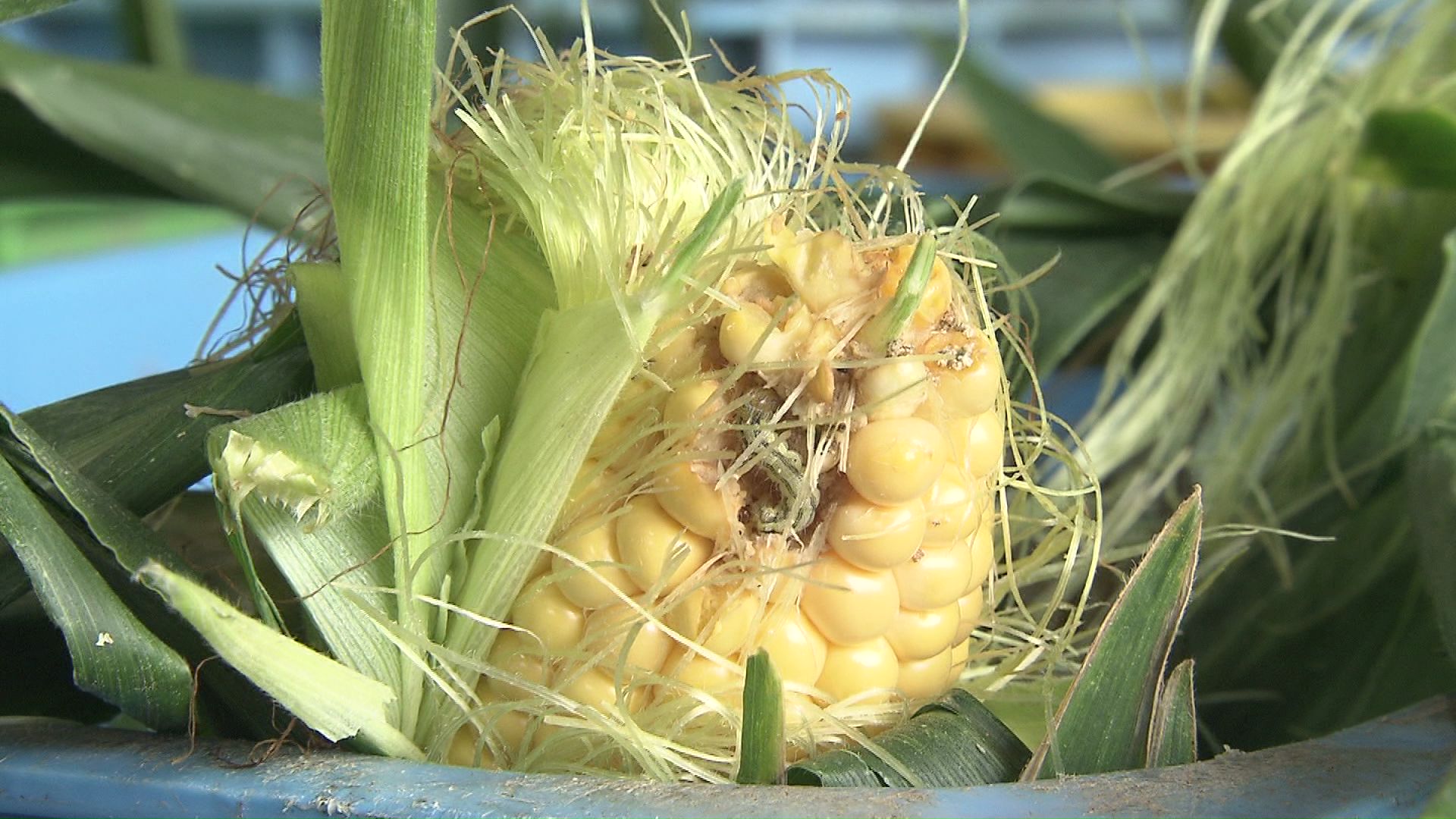 トウモロコシに害虫が発生