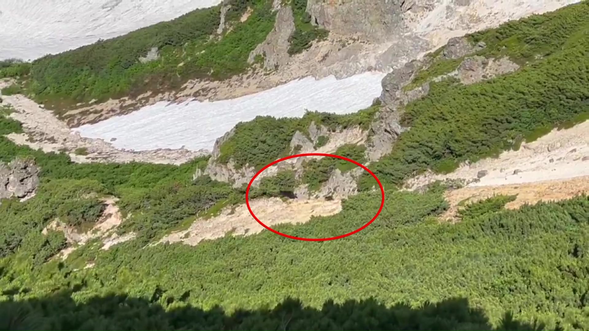 羅臼岳で見つかった親子グマ（撮影：＠ren_photo_3417）