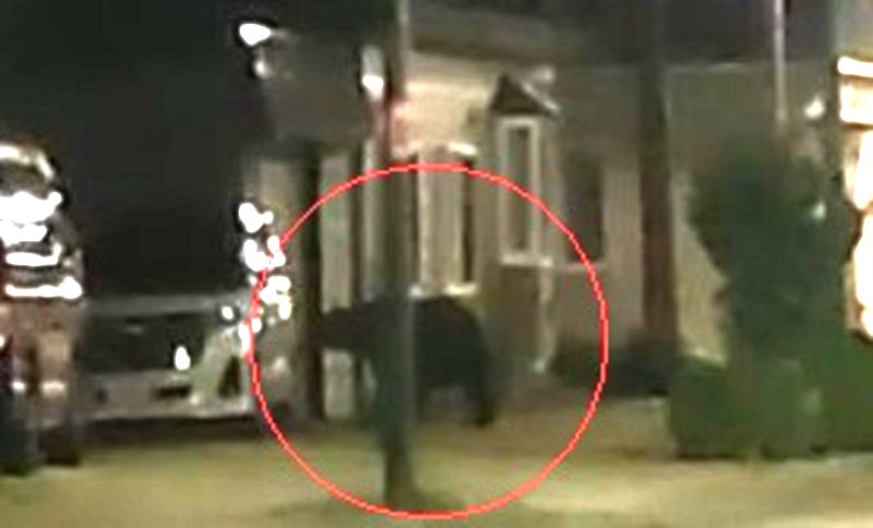 物色するかの様な仕草を見せるヒグマ(撮影:視聴者)